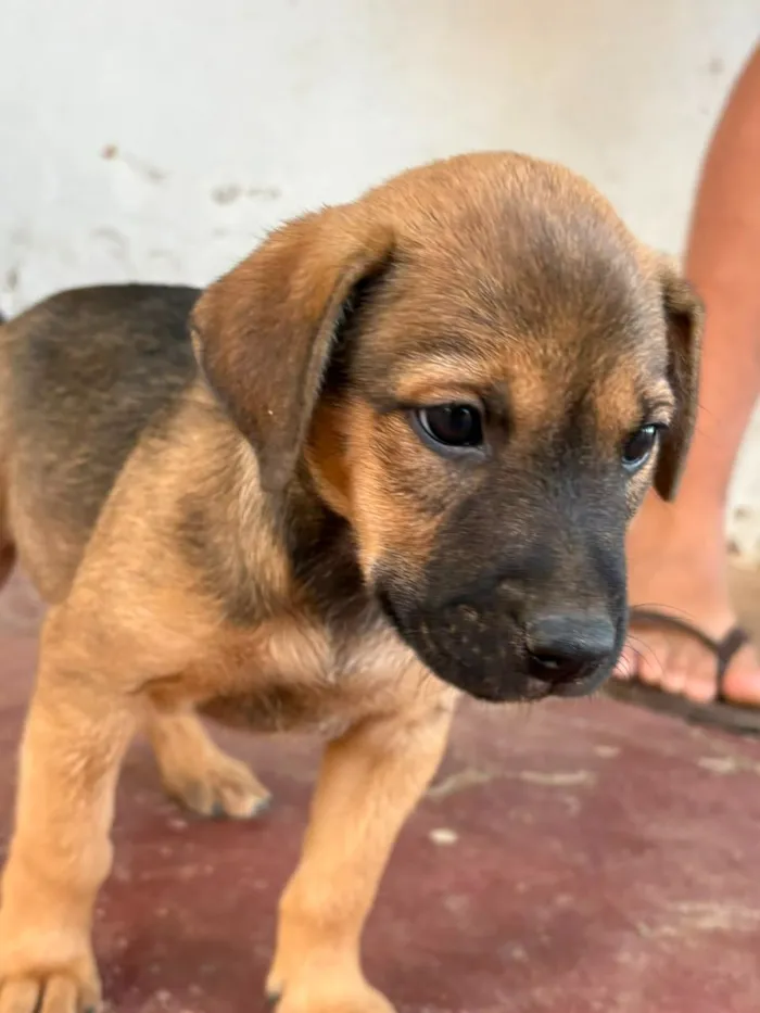 Cachorro raça SRD-ViraLata idade 2 a 6 meses nome Sem nome (aguardando um tutor)