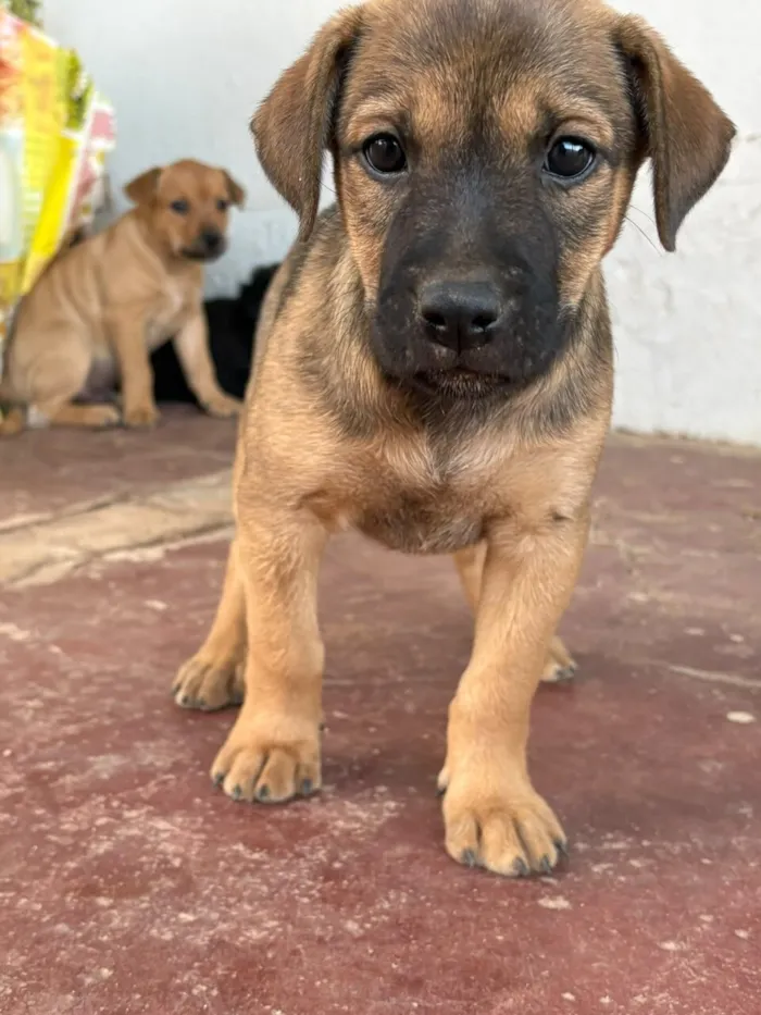 Cachorro raça SRD-ViraLata idade 2 a 6 meses nome Sem nome (aguardando um tutor)