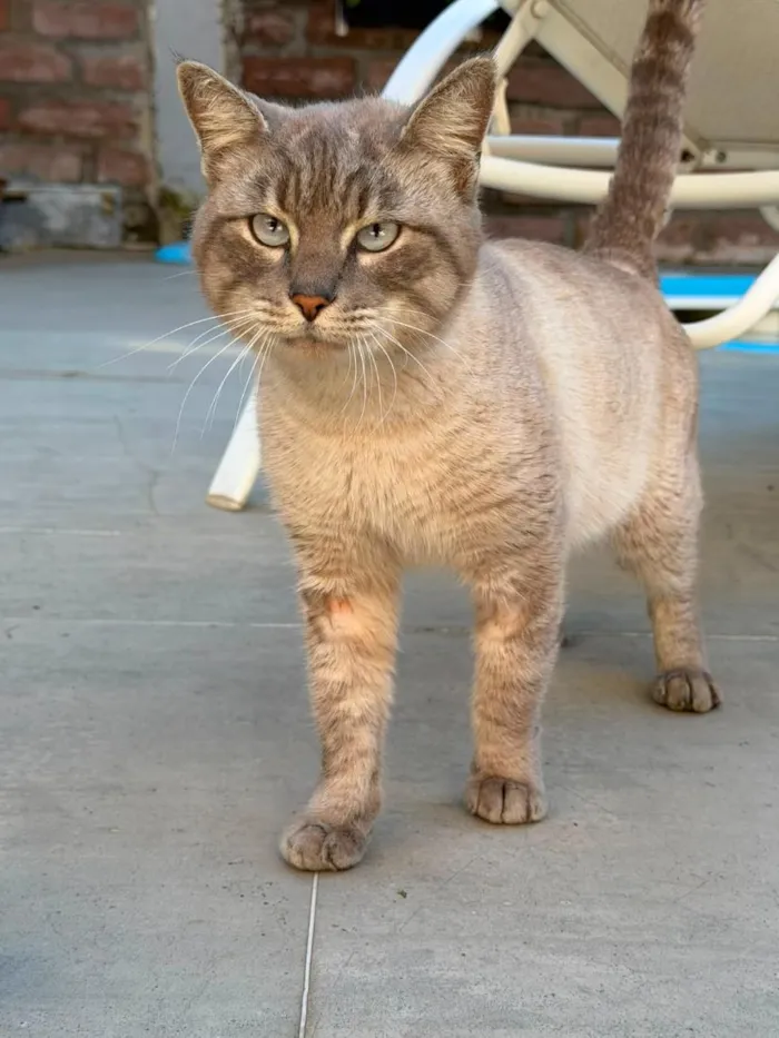 Gato raça SRD-ViraLata idade 3 anos nome siamês lindão 