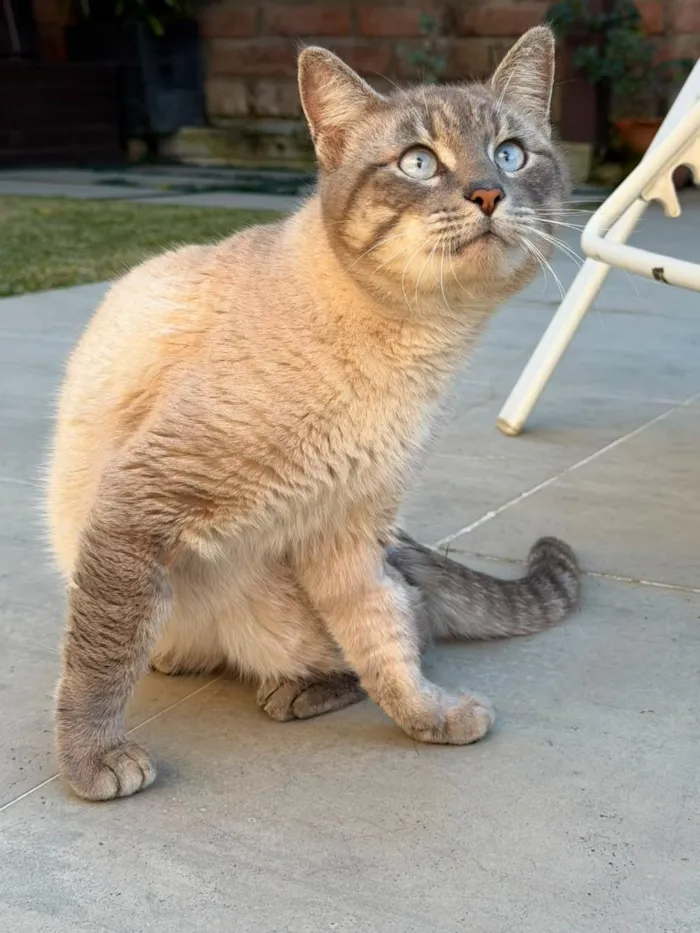 Gato raça SRD-ViraLata idade 3 anos nome siamês lindão 