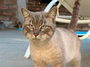 Gato raça SRD-ViraLata idade 3 anos nome siamês lindão 