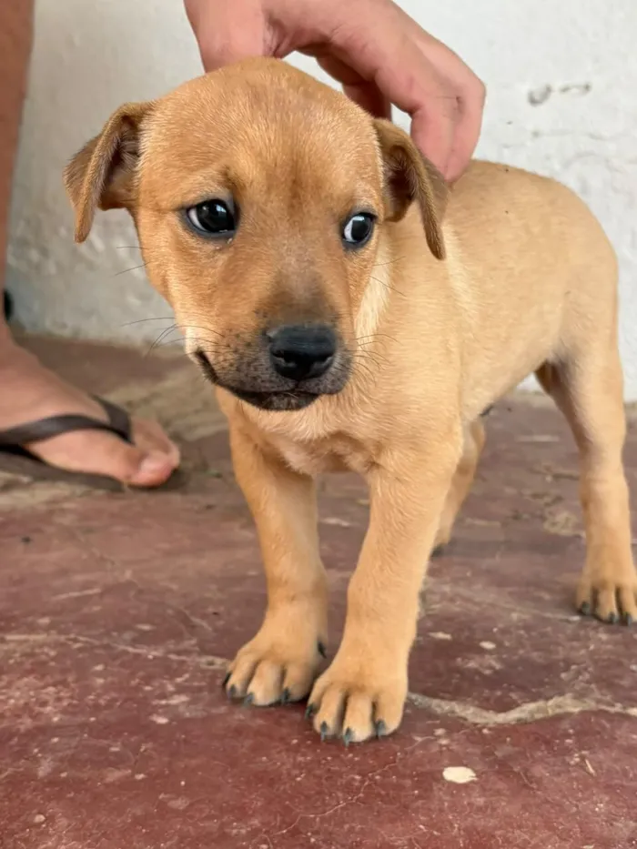 Cachorro raça SRD-ViraLata idade 2 a 6 meses nome Jeick
