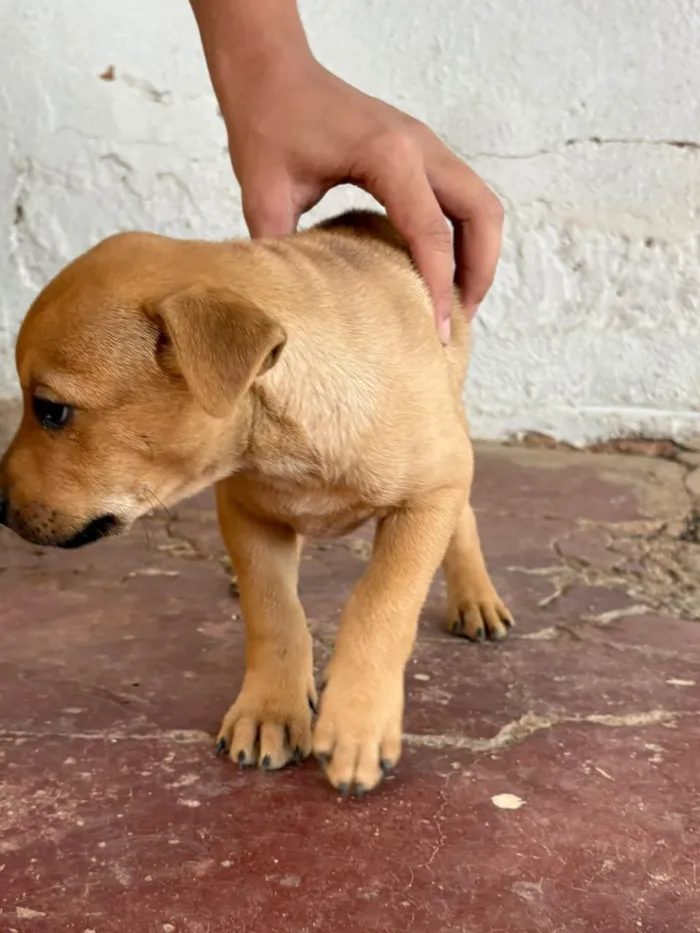 Cachorro raça SRD-ViraLata idade 2 a 6 meses nome Jeick