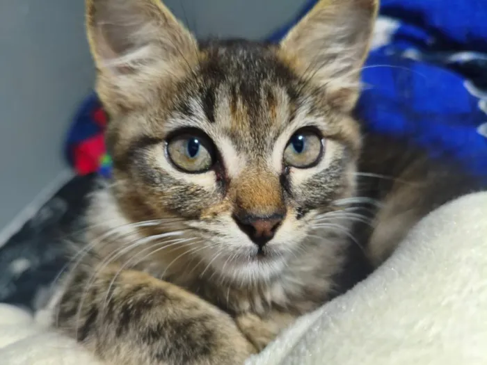 Gato raça SRD-ViraLata idade 2 a 6 meses nome Miya