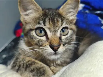 Gato raça SRD-ViraLata idade 2 a 6 meses nome Miya