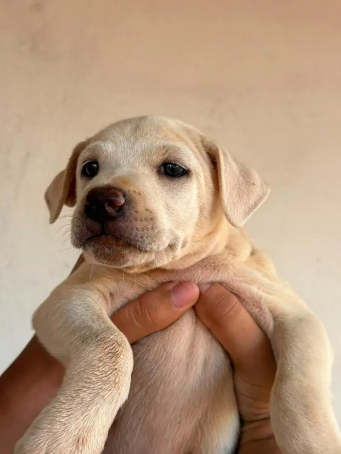 Cachorro raça SRD-ViraLata idade 2 a 6 meses nome Sem nome (aguardando um tutor)