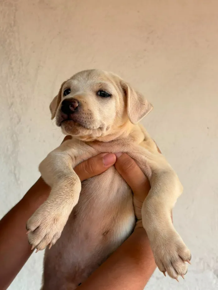 Cachorro raça SRD-ViraLata idade 2 a 6 meses nome Sem nome (aguardando um tutor)