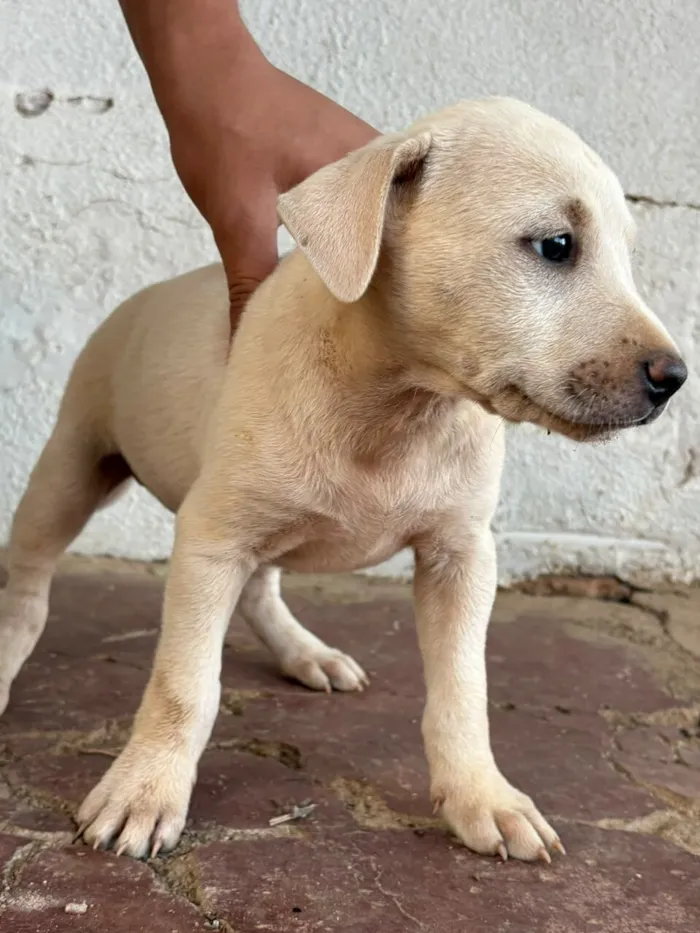 Cachorro raça SRD-ViraLata idade 2 a 6 meses nome Sem nome (aguardando um tutor)