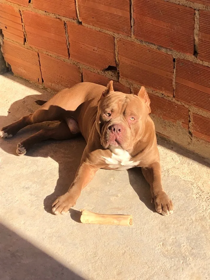 Cachorro raça Pit Monster idade 3 anos nome Ares