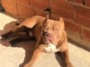 Cachorro raça Pit Monster idade 3 anos nome Ares