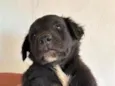 Sem nome (aguardando um tutor)