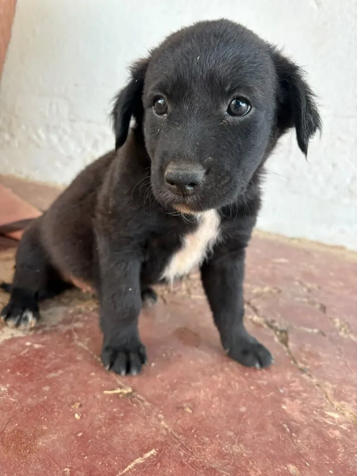 Cachorro raça SRD-ViraLata idade 2 a 6 meses nome Sem nome (aguardando um tutor)
