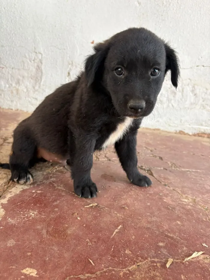 Cachorro raça SRD-ViraLata idade 2 a 6 meses nome Sem nome (aguardando um tutor)