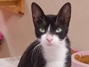 Gato raça SRD-ViraLata idade 2 anos nome frajola