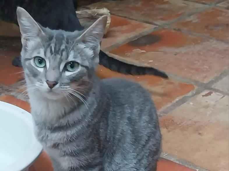 cinza macho - Porto Alegre