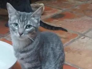 Gato raça SRD-ViraLata idade 2 anos nome cinza macho
