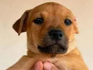 Cachorro raça SRD-ViraLata idade 2 a 6 meses nome Jeick