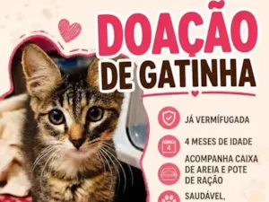 Gato raça SRD-ViraLata idade 2 a 6 meses nome Miya