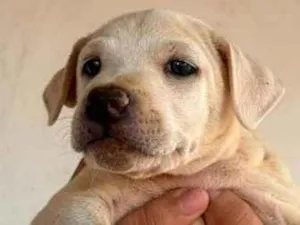 Cachorro raça SRD-ViraLata idade 2 a 6 meses nome Sem nome (aguardando um tutor)