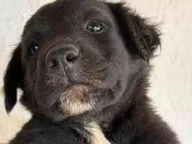 Cachorro raça SRD-ViraLata idade 2 a 6 meses nome Sem nome (aguardando um tutor)