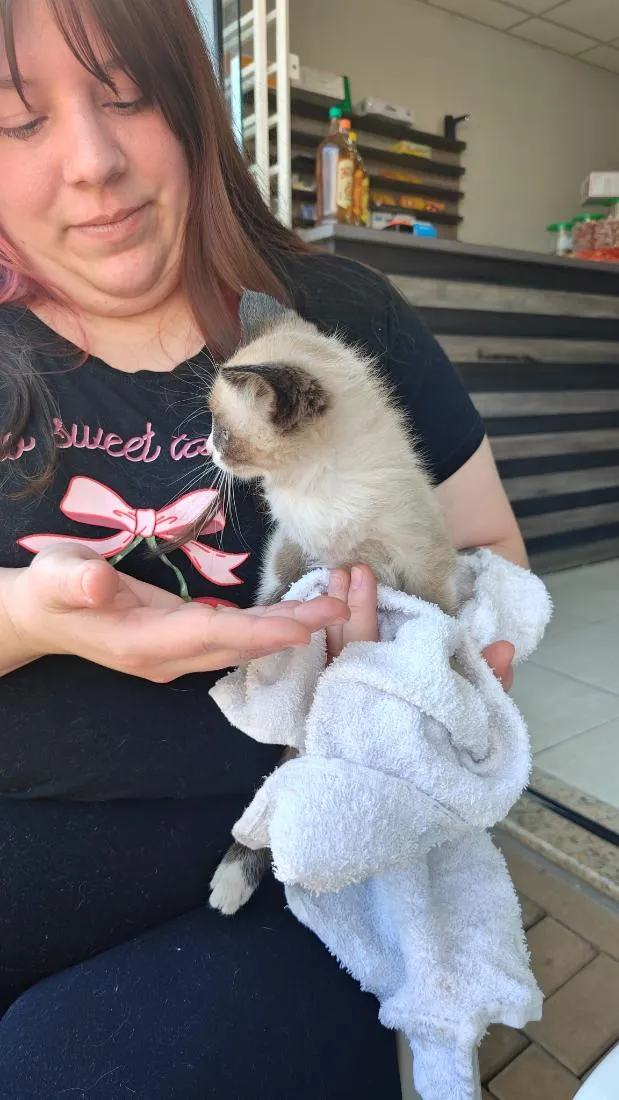 Gato raça SRD-ViraLata idade Abaixo de 2 meses nome não tem