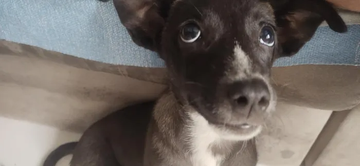Cachorro raça SRD-ViraLata idade 7 a 11 meses nome Desconhecido