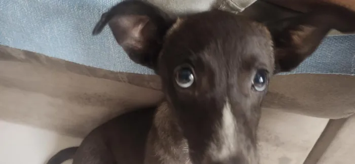 Cachorro raça SRD-ViraLata idade 7 a 11 meses nome Desconhecido