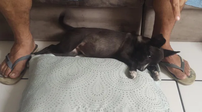 Cachorro raça SRD-ViraLata idade 7 a 11 meses nome Desconhecido
