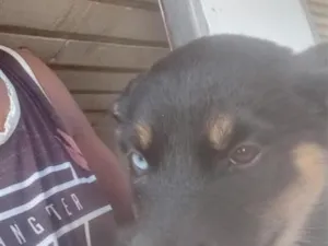 Cachorro raça SRD-ViraLata idade 2 a 6 meses nome sem nome