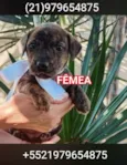 Filhotes para adoção 