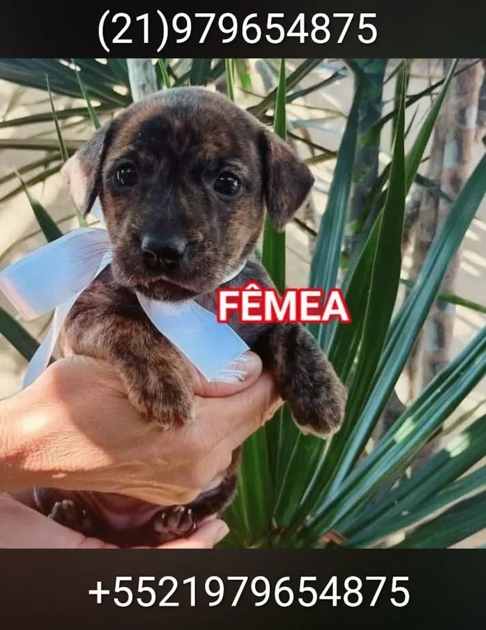Cachorro raça SRD-ViraLata idade 2 a 6 meses nome Filhotes para adoção 