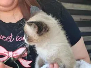 Gato raça SRD-ViraLata idade Abaixo de 2 meses nome não tem