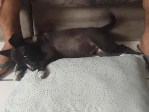 Cachorro raça SRD-ViraLata idade 7 a 11 meses nome Desconhecido