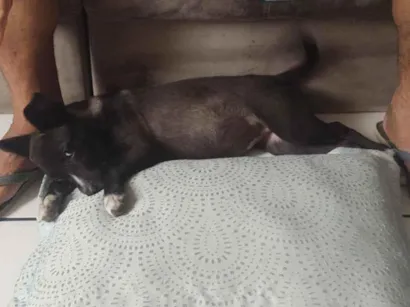 Cachorro raça SRD-ViraLata idade 7 a 11 meses nome Desconhecido