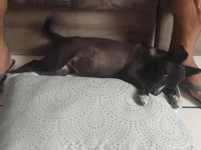 Cachorro raça SRD-ViraLata idade 7 a 11 meses nome Desconhecido