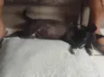 Desconhecido