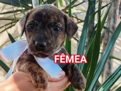 Cachorro raça SRD-ViraLata idade 2 a 6 meses nome Filhotes para adoção 