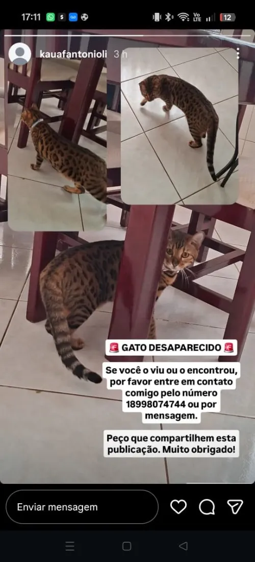 Gato raça SRD-ViraLata idade 1 ano nome jade