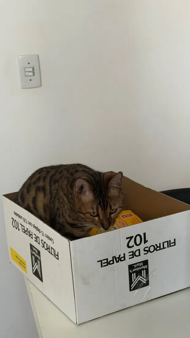 Gato raça SRD-ViraLata idade 1 ano nome jade
