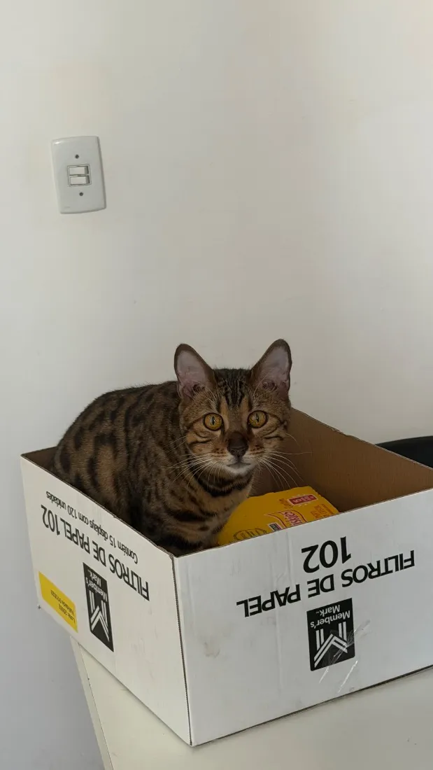 Gato raça SRD-ViraLata idade 1 ano nome jade
