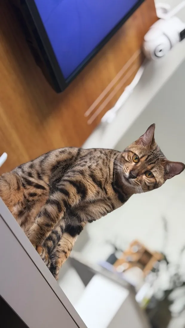 Gato raça SRD-ViraLata idade 1 ano nome jade