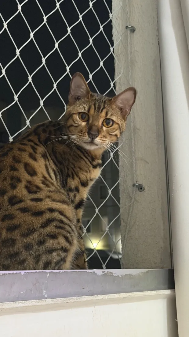 Gato raça SRD-ViraLata idade 1 ano nome jade