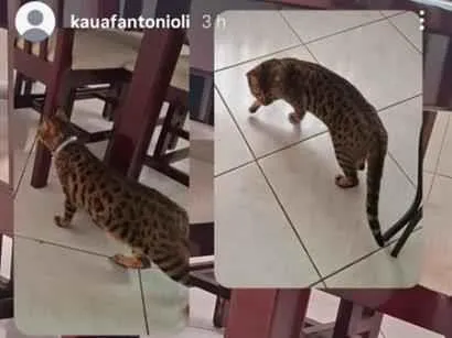 Gato raça SRD-ViraLata idade 1 ano nome jade