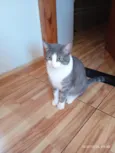Bolinha 