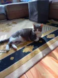 Bolinha 