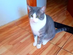 Gato raça SRD-ViraLata idade 2 anos nome Bolinha 