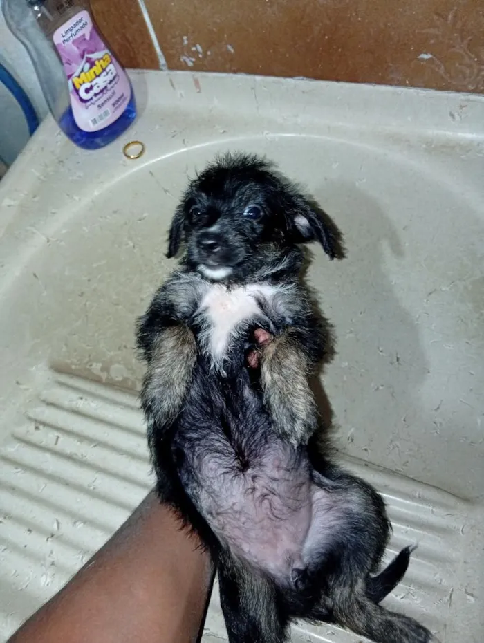 Cachorro raça SRD-ViraLata idade 2 a 6 meses nome Beethoven Lorena bom bom boneca  peludina 