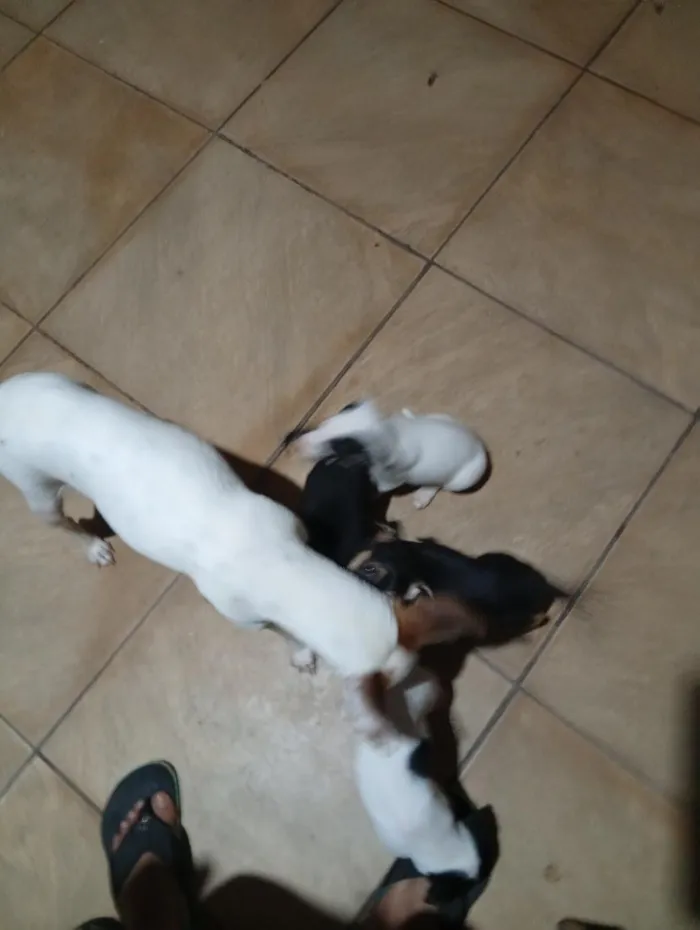 Cachorro raça SRD-ViraLata idade 2 a 6 meses nome Beethoven Lorena bom bom boneca  peludina 