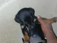 Beethoven Lorena bom bom boneca  peludina 
