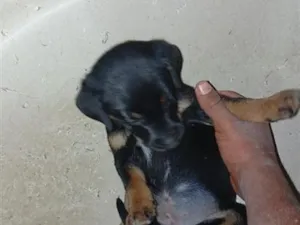 Cachorro raça SRD-ViraLata idade 2 a 6 meses nome Beethoven Lorena bom bom boneca  peludina 